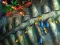Laro Fishing King online