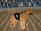 Laro Crazy Dog Racing Fever online