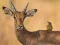 Laro Wild Deer Jigsaw online