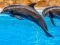 Laro Sea Dolphin Jigsaw online