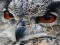 Laro Wild owl Jigsaw online