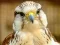 Laro Gyrfalcon Jigsaw online