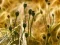 Laro Poppy Bud Jigsaw online