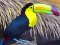 Laro Toucan Bird Jigsaw online
