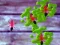 Laro Smash Ants online