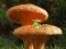 Laro Mushroom Plant Land Escape online