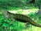 Laro Lizard Forest Escape online