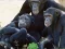 Laro Funny Chimpanzee Jungle Escape online