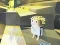 Laro Kogama: Adventure online