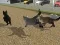 Laro Run Cat Cat Race online