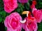 Laro Precious Rose Escape online