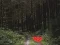 Laro Dense Forest Deer Escape online