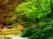 Laro Peaceful Rainbow Forest Escape online