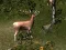 Laro Sniper Hunting Deadly Animal online