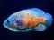 Laro Tiger Fish Jigsaw online