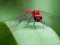 Laro Dragon Fly Jigsaw online