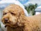 Laro Labradoodle Jigsaw online