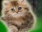 Laro Couple Kitten Escape online