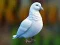 Laro Realistic Pigeon Rescue online