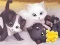 Laro Jigsaw Puzzle: Playing Cats online