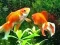 Laro Blue Fish Escape online