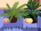 Laro Save the Plants online