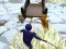 Laro Odo vs Murasakino online
