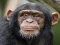 Laro Chimpanzee Jigsaw online