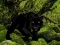 Laro Escape from Black Panther Forest online