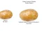 Laro Potato Construct 2 Edition online