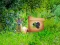 Laro Return To Alsunga Forest online
