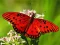 Laro Nature Jigsaw Puzzle Butterfly online