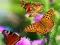 Laro Butterfly Slide online