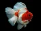 Laro Gold Fish Jigsaw Puzzle online