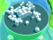 Laro Roller Magnet online