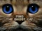 Laro Find the Ghost Cat online