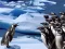 Laro Penguins Slide online