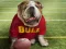 Laro Funny Doggy online