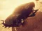 Laro Car vs Zombie Derby online