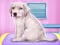 Laro Labrador at the doctor salon online