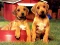 Laro Puppy Pairs Puzzle online