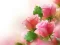 Laro Pink Roses online