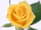 Laro Yellow Roses online
