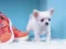 Laro Lovely Puppy Puzzle online