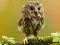 Laro Animal Hidden Stars online