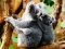 Laro Cute Baby Koala Bear online