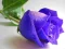 Laro Blue Roses online
