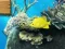 Laro Big fish eats small online