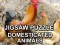 Laro Jigsaw Puzzle Domesticated Animals online
