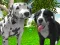 Laro Dog Simulator 3d online